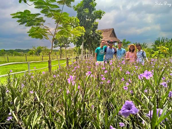 Hàng hoa "chiều tím rịm" đẹp ngất ngây. Ảnh: Tiểu Duy