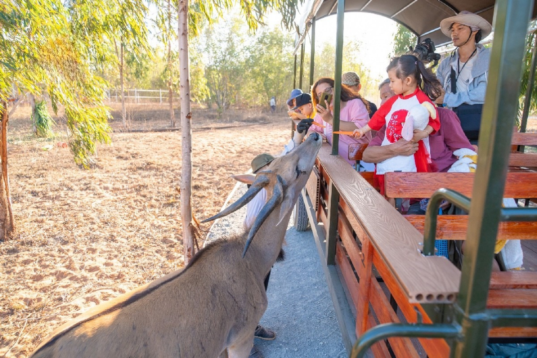 Tương tác nhẹ nhàng với động vật tại Safari Cafe NovaDreams Phan Thiết