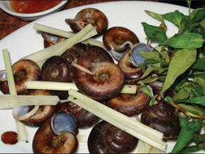 Ốc núi Ninh Bình