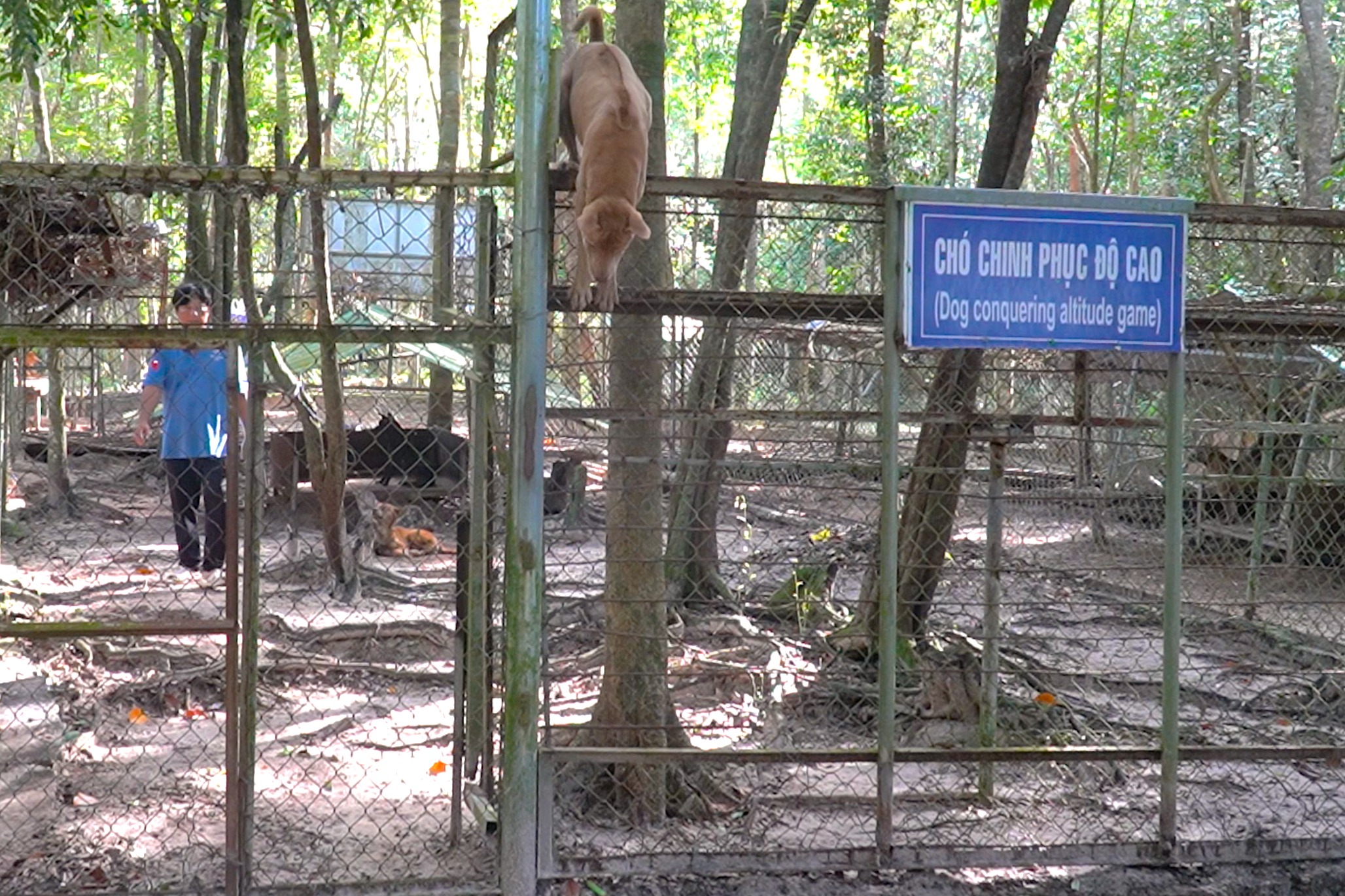 Chó Phú Quốc ở trung tâm bảo tồn biểu diễn leo rào