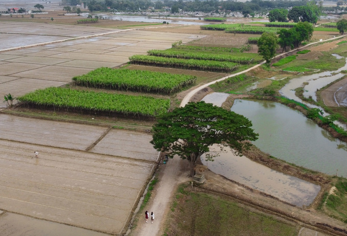 Cây vông đồng nằm giữa cánh đồng mía làng Hà Cảng, xã Quảng Phú, huyện Quảng Điền - bối cảnh Ngạn và Hà Lan ngồi chơi trong phim trường Mắt Biếc