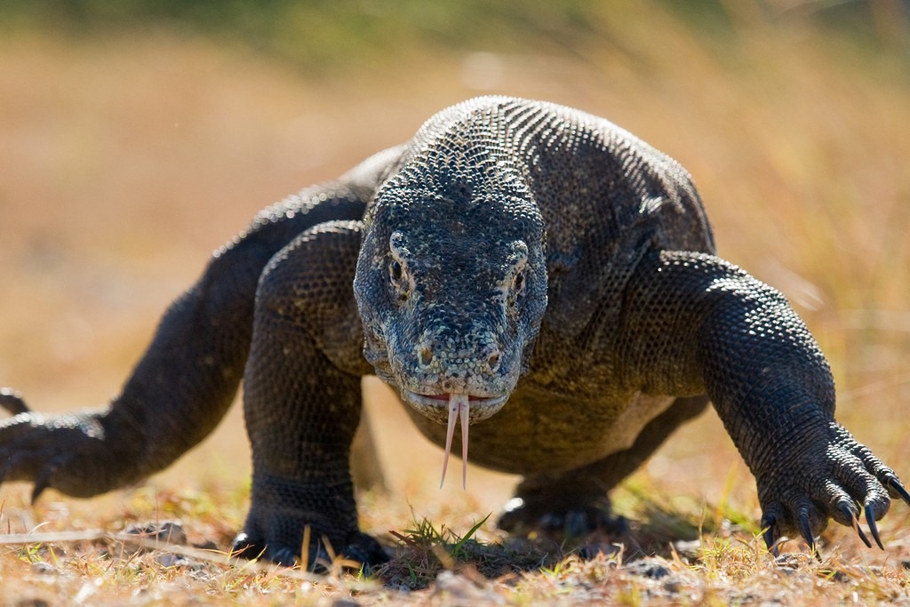 Hồi tháng 4, đảo Komodo (Indonesia) thông báo cấm khách du lịch trong một năm vì sợ tác động xấu đến loài rồng Komodo. Bộ Môi trường và Lâm nghiệp Indonesia cho biết họ từng bắt được những kẻ trà trộn để trộm rồng, bán ra chợ đen với giá 35.000 USD/con. Đảo Komodo là nơi cư trú của 1.800 cá thể rồng. Chúng là loài bò sát lớn nhất thế giới, có thể nặng tới 90 kg và dài 3 m. Ảnh: Affar.