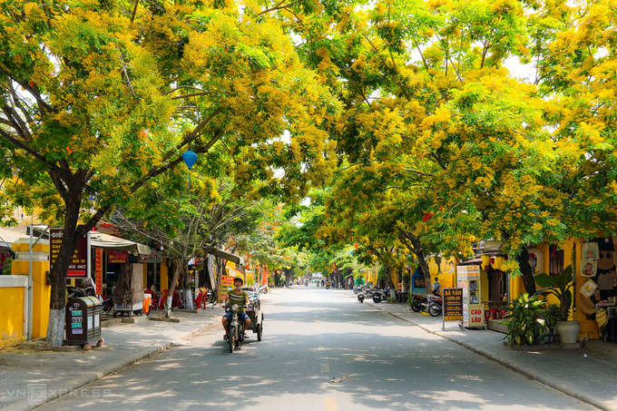 Hai bên đường Phan Chu Trinh rợp sắc hoa sưa Hội An vàng rực rỡ. Nhiếp ảnh gia Đỗ Anh Vũ (Hội An), tác giả bộ ảnh, cho biết ở phố cổ có 2 tuyến đường chính trồng hoa sưa là Nguyễn Huệ và Phan Chu Trinh, mỗi nơi có 20 cây.