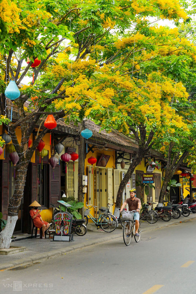 Du khách đạp xe tham quan phố cổ Hội An trong mùa hoa sưa vàng.