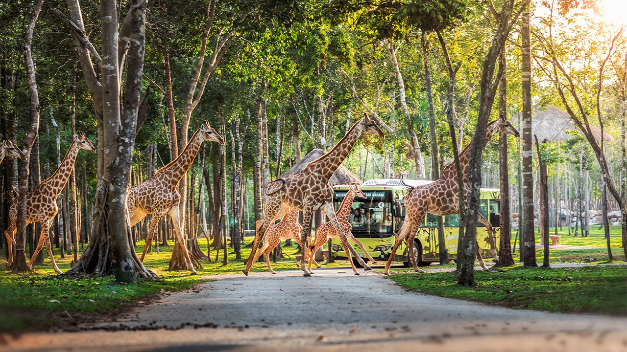 Tham quan vườn thú bán hoang dã Safari Phú Quốc