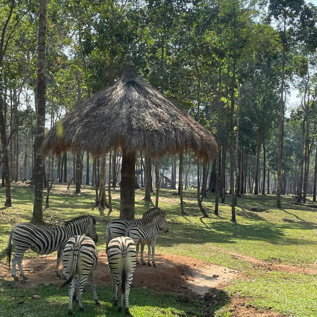 Ngựa vằn ở safari. Ảnh: @toonipicz