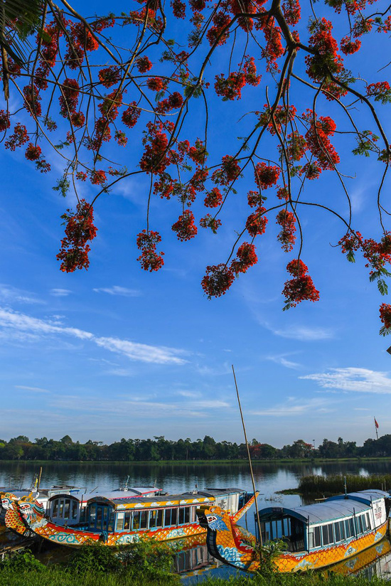Bến thuyền rồng sông Hương rực rỡ sắc đỏ mùa hoa phượng vĩ ở Huế