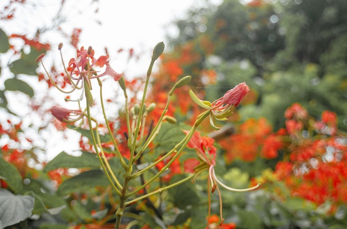 Cánh hoa và nhị hoa lâm phượng vỹ có cấu trúc tương tự phượng vỹ mùa hè.