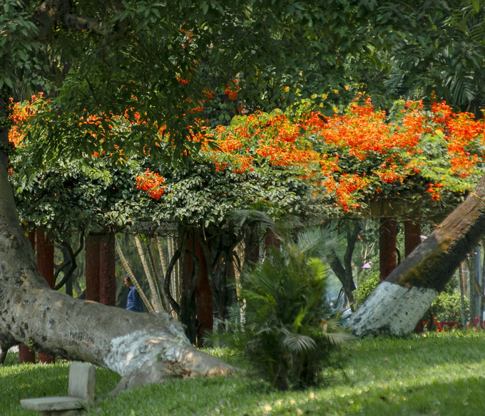 Cảnh quan thơ mộng của công viên Huế được tô điểm bởi hoa lâm phượng vỹ.