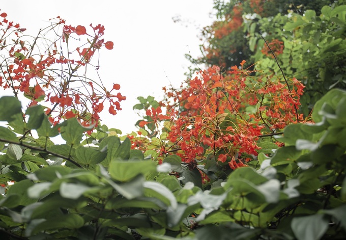 Bông nở thành chùm đỏ thắm như phượng vỹ. Bởi vậy, người dân đặt cho hoa chạc quạch cái tên khác nghe cuốn hút hơn là phượng vỹ dây hay lâm phượng vỹ.