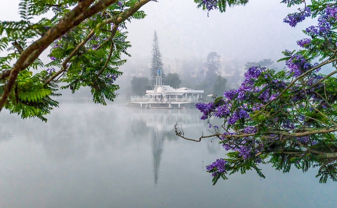 Phượng tím Đà Lạt khoe sắc tại khu vực bờ hồ Xuân Hương. Người dân Đà Lạt cho biết cây phát triển tốt và nở từng chùm hoa đẹp do phù hợp với khí hậu và thổ nhưỡng.