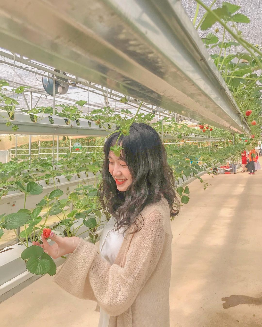 Vườn dâu tây ở Puppy Farm Đà Lạt. Ảnh: @kimanh.lam.