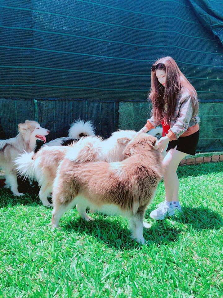 puppy-farm-ivivu-1 Puppy- Farm-ivivu-1