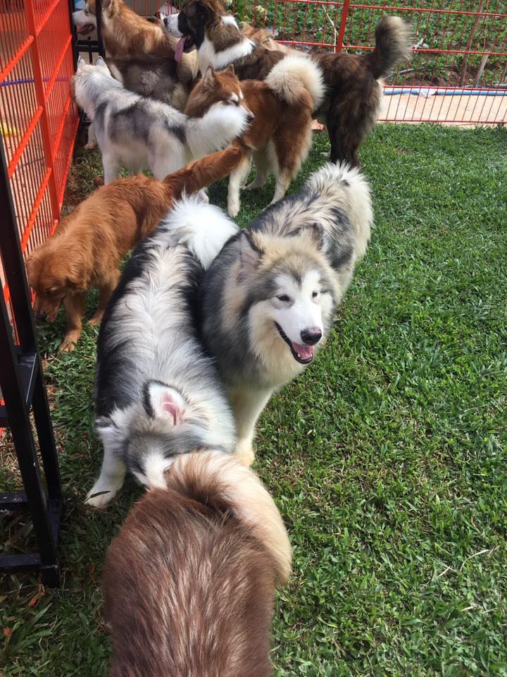 puppy-farm-ivivu-3 Puppy- Farm-ivivu-3