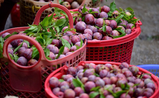 Mận Tam Hoa có màu tím đặc trưng