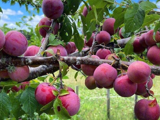 Mận đỏ Tả Van vào mùa rộ