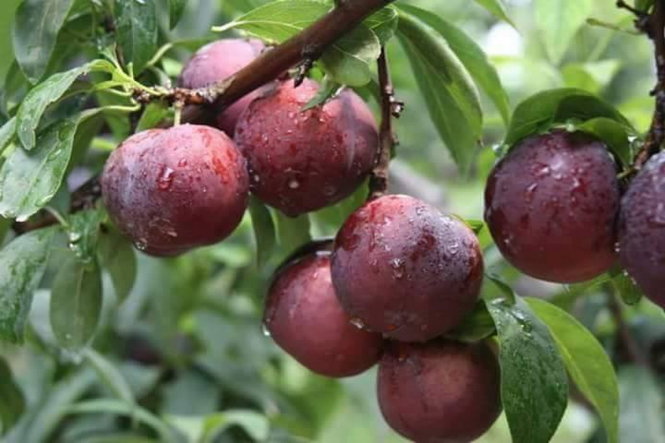 Mận hậu Mộc Châu chín đỏ