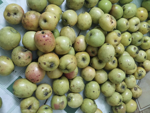 Táo mèo Tú Lệ bày bán