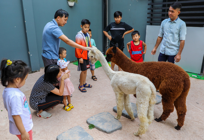 Quán cà phê alpaca Sài Gòn trên đường Bình Long quận Bình Tân theo mô hình cà phê thú cưng