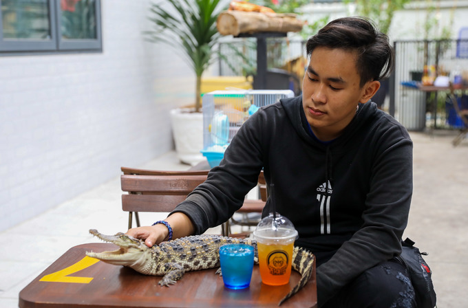 Khách mang cá sấu đến quán cà phê alpaca Sài Gòn