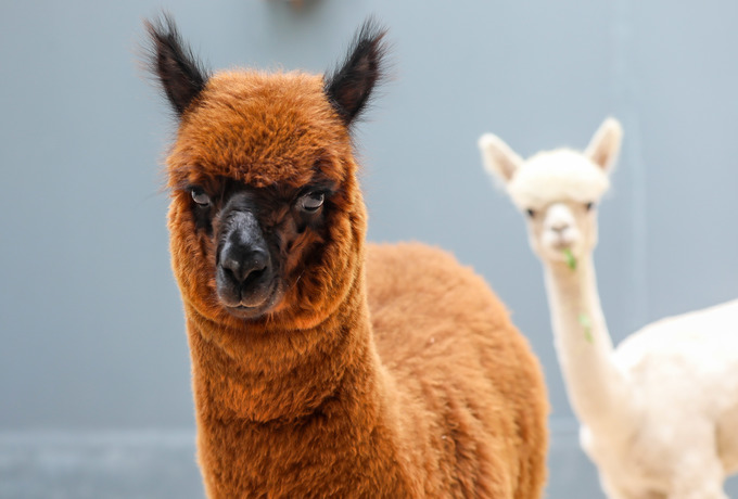 Hai con lạc đà alpaca gồm một đực màu vàng và cái màu trắng gần một năm tuổi
