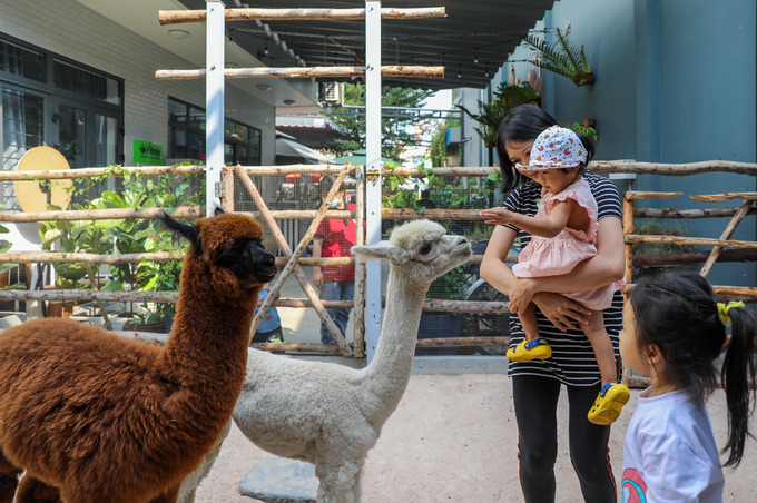 Lạc đà alpaca được nuôi trong chuồng rộng 30 m2 tại quán cà phê alpaca Sài Gòn