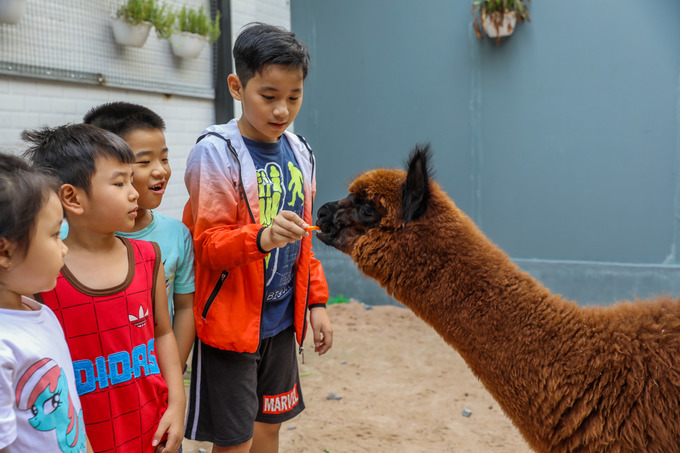 Lạc đà không bướu thu hút nhiều trẻ em đến quán cà phê alpaca Sài Gòn