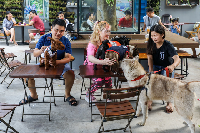 Quán cà phê alpaca Sài Gòn nuôi nhiều loài thú cưng như chó mèo rồng Nam Mỹ