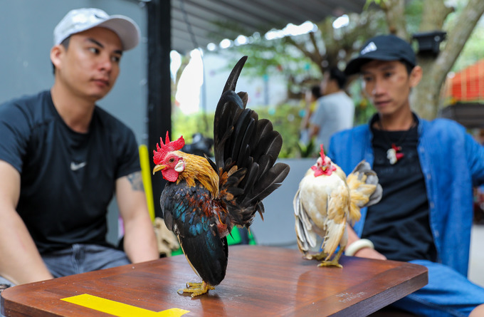 Nhiều người mang thú cưng đến quán cà phê alpaca Sài Gòn dịp cuối tuần