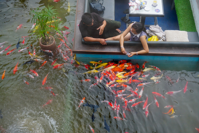 Dưới hồ, chủ quán thả 300 ký cá Koi Nhật Bản. "Giống cá này màu sắc sặc sỡ nhìn bắt mắt lại sang trọng và thân thiện với con người", anh Sang giải thích. Quanh hồ nước, chủ quán đầu tư hệ thống chống thấm, lọc nước, trang trí nhiều tiểu cảnh cây kiểng nhỏ tạo nên một không gian hữu tình.