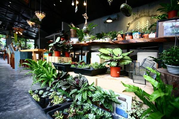 Kệ cây cảnh xinh xắn trang trí trong quán