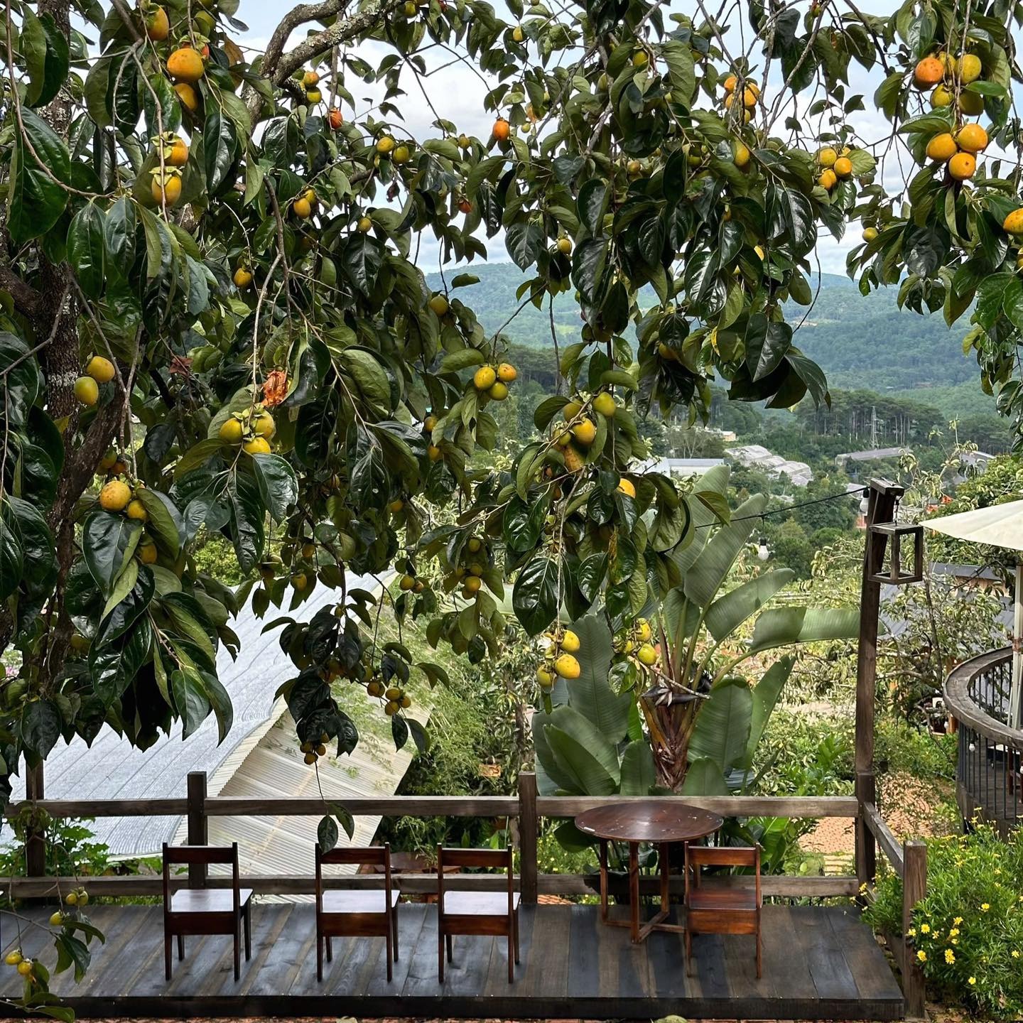 Vườn hồng được chăm sóc tỉ mỉ tại quán cafe Đà Lạt