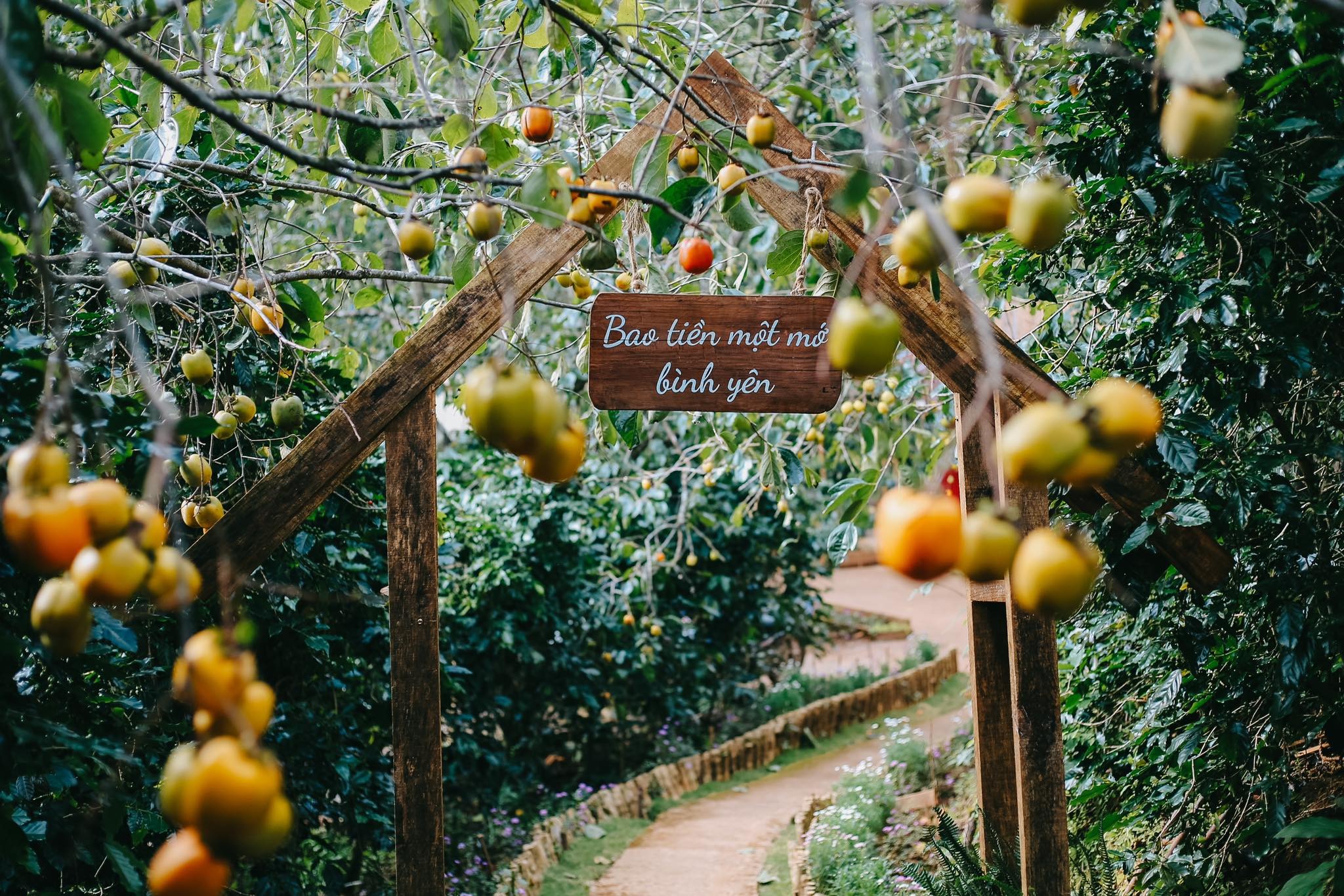 Check-in 9 quán cafe Đà Lạt ngắm hồng chín sớm giữa trời thu