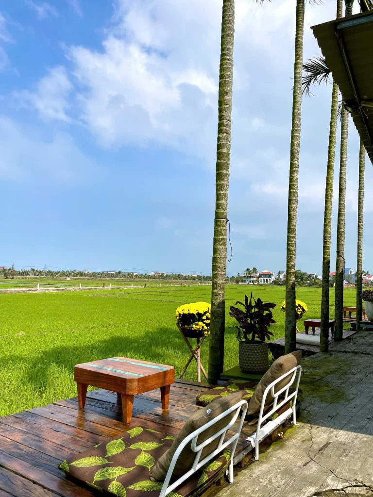 View đồng lúa xanh ngát tại quán cafe view ruộng lúa Hội An