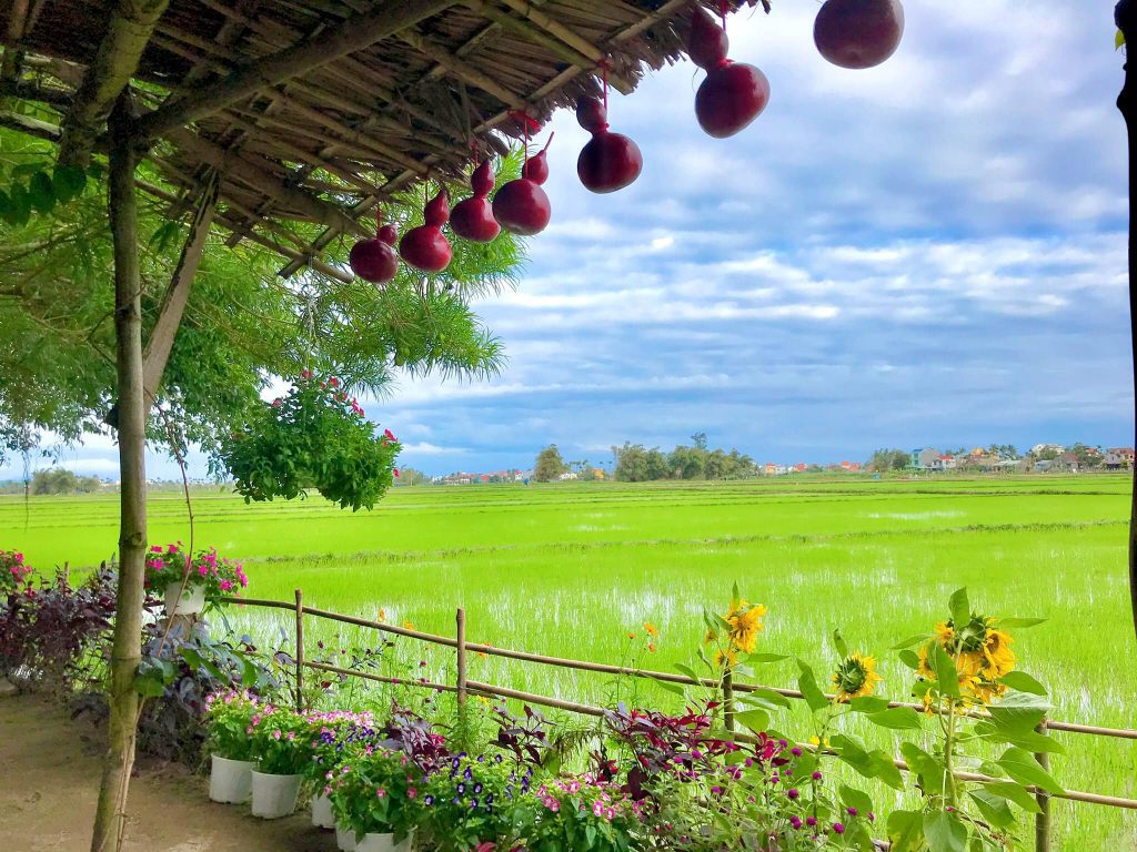 Cánh đồng lúa xanh mướt quanh quán cafe view ruộng lúa Hội An