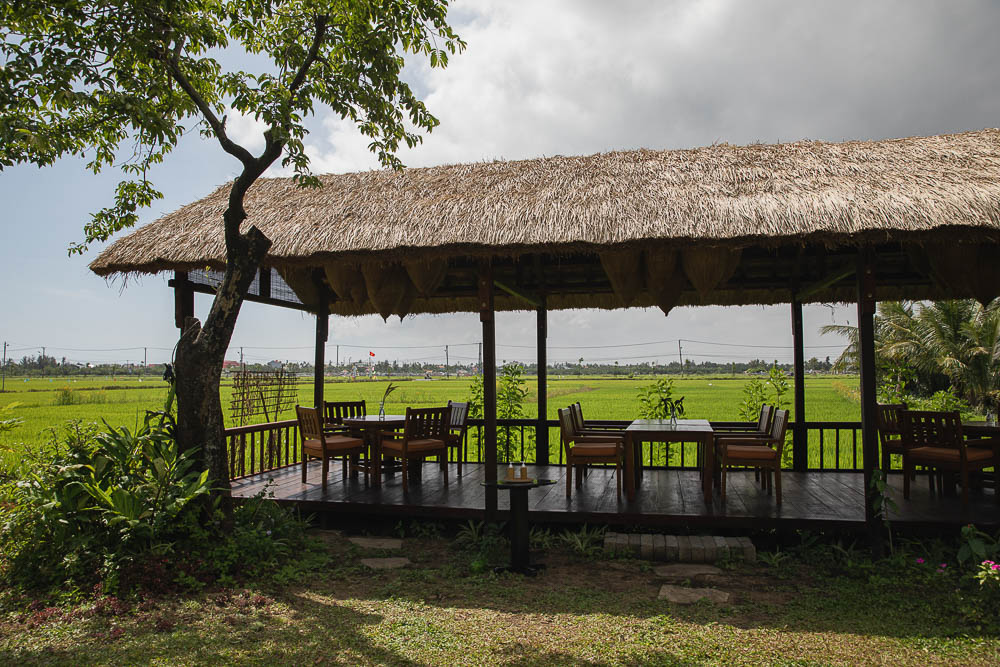 Xoài Macrobiotic Living bên ruộng lúa Hội An