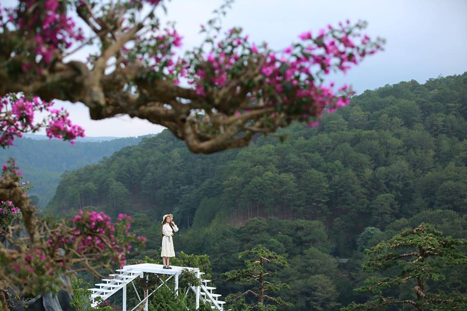 Vườn bonsai lá kim tại QUE Garden Đà Lạt
