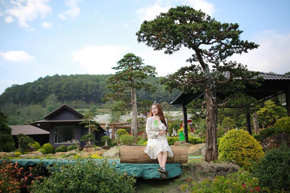 Cây bonsai lá kim tại QUE Garden Đà Lạt