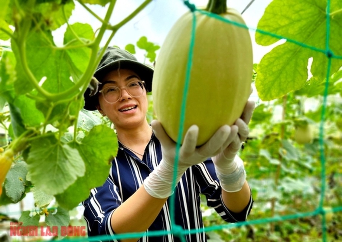 Quả bí sợi mì Đà Lạt trồng hữu cơ