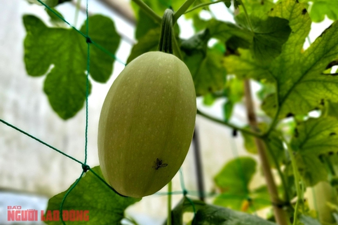 Vườn bí sợi mì Đà Lạt tại Xuân Thọ Vườn bí sợi mì Đà Lạt tại Xuân Thọ