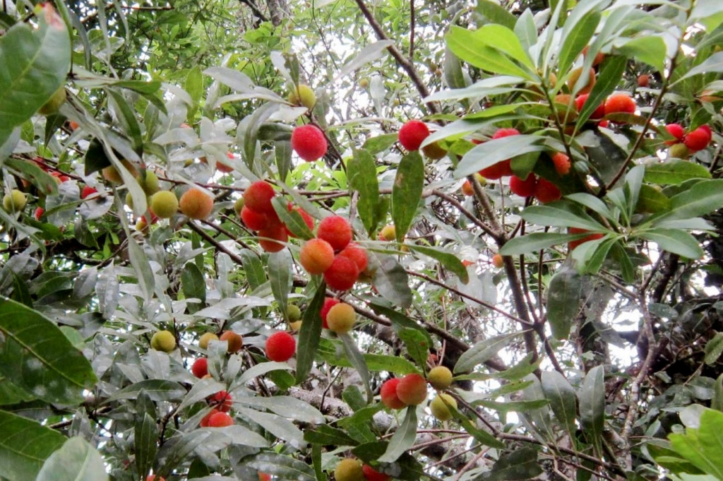 Cây thanh mai đặc sản Tây Bắc