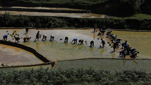 Người dân xã Tả Phìn cấy lúa Sa Pa mùa nước đổ