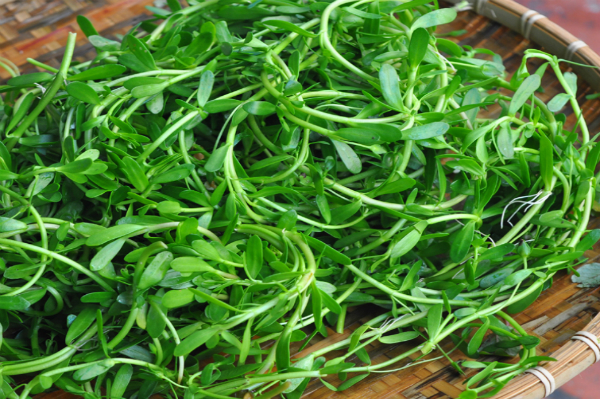 Rau đắng - rau miền Tây có vị đắng đặc trưng