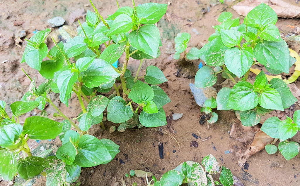 Rau càng cua - rau miền Tây mùa mưa