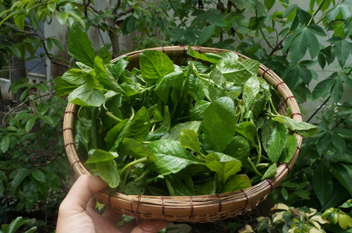 Rau cải trời mọc hoang