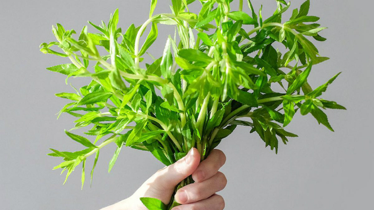 Rau ngổ dân dã