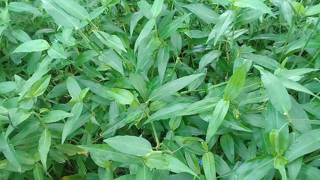 Hình ảnh rau trai dân dã