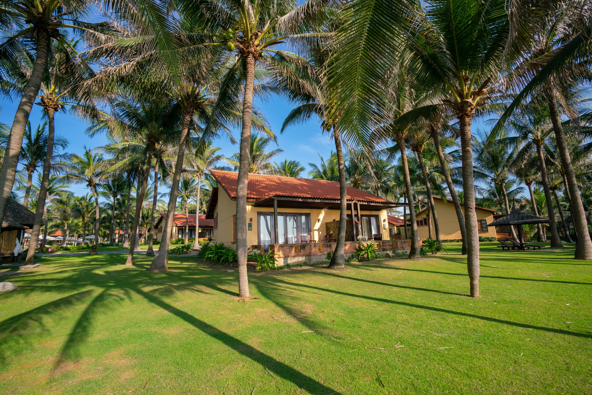 Vườn dừa trải rộng tại resort Mũi Né Pandanus