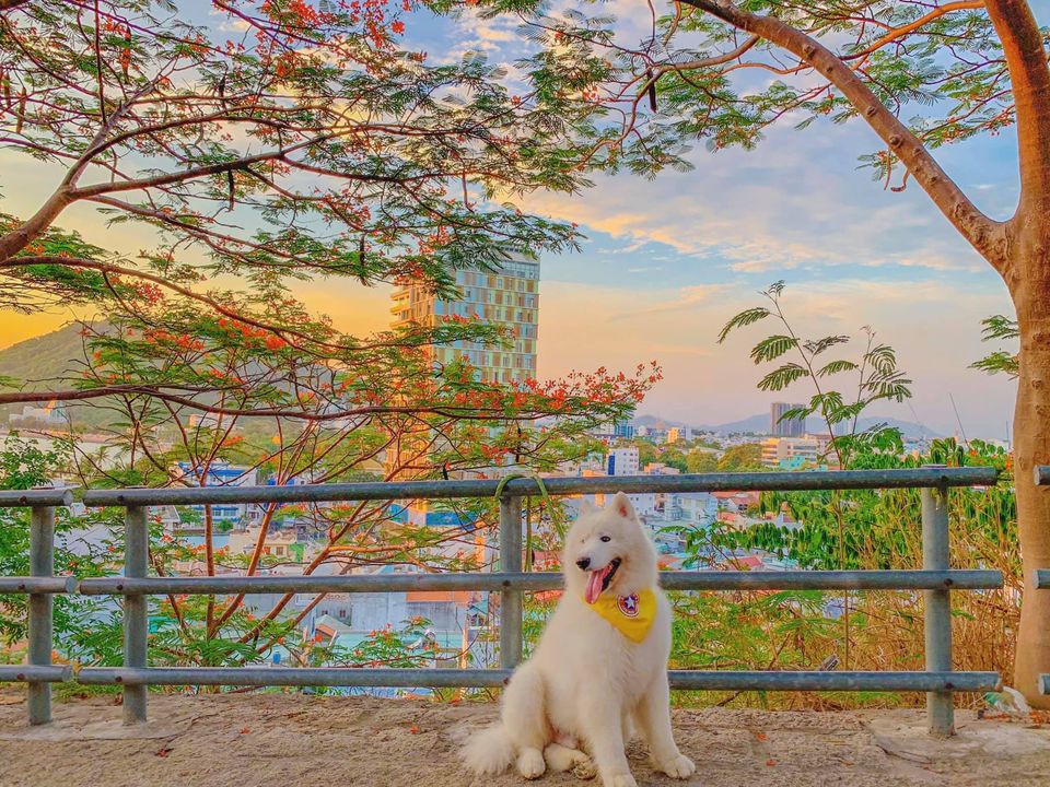Review Vũng Tàu 2N1Đ đi cùng thú cưng, check-in toàn địa điểm hot