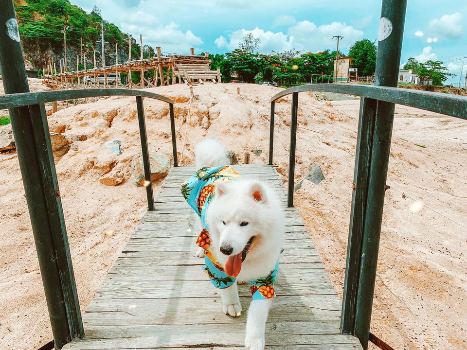 Hình ảnh: Cồ ơi lên xe